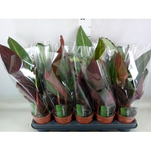Calathea   ...mix 4