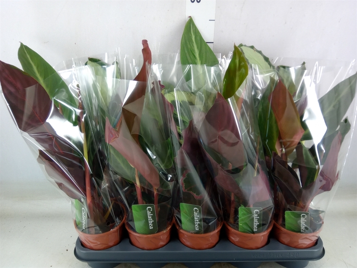 <h4>Calathea   ...mix 4</h4>