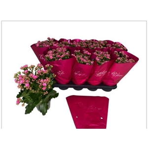 KAL GE PERFECTA ROSA