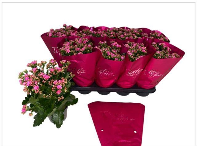 <h4>KAL GE PERFECTA ROSA</h4>
