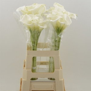 Calla White Art