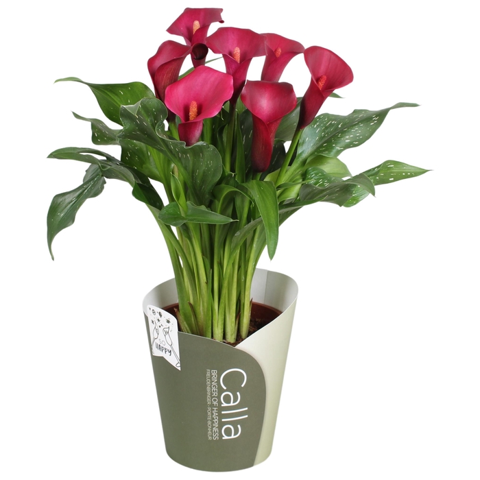 <h4>Zantedeschia Royal Valentine SoHappyCalla rood groene potcover</h4>
