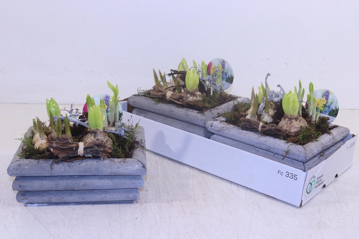 <h4>ARR BOL KNOLGEWAS</h4>