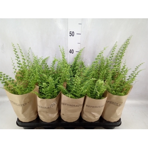 Nephrolepis exal. 'Green Fantasy'