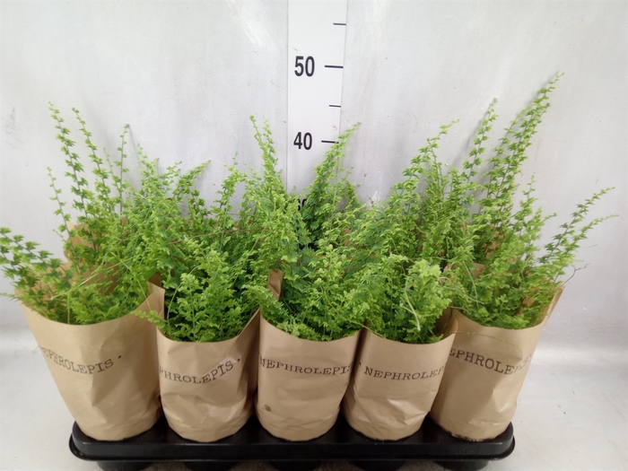 Nephrolepis exal. 'Green Fantasy'