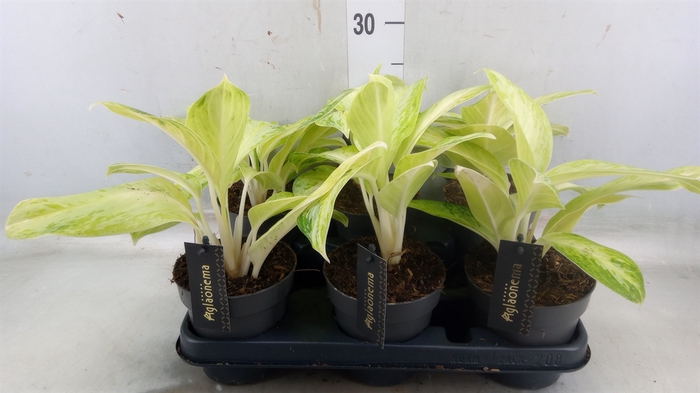 <h4>Aglaonema   ...</h4>