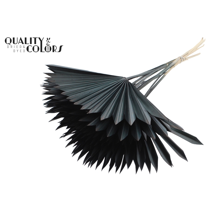 <h4>Sun Spear per stem Black</h4>