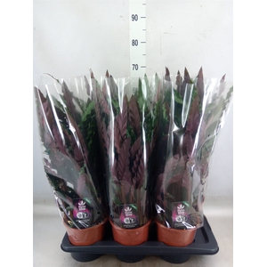 Calathea rufibarba 'Elgergrass'