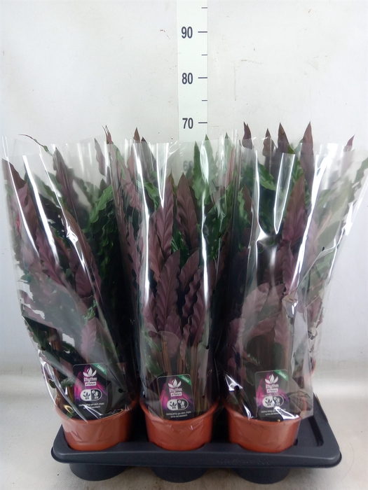 <h4>Calathea rufibarba 'Elgergrass'</h4>