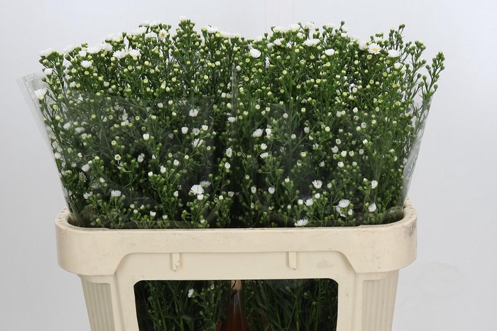 <h4>Aster Paquita</h4>