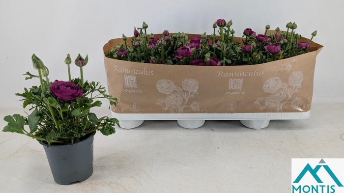 <h4>RANUN SPRINK VIOLET</h4>