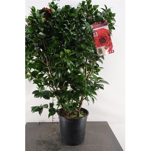 Camellia Jap.. Black Lace 120 Cm. Hoog 27 Cm. Pot