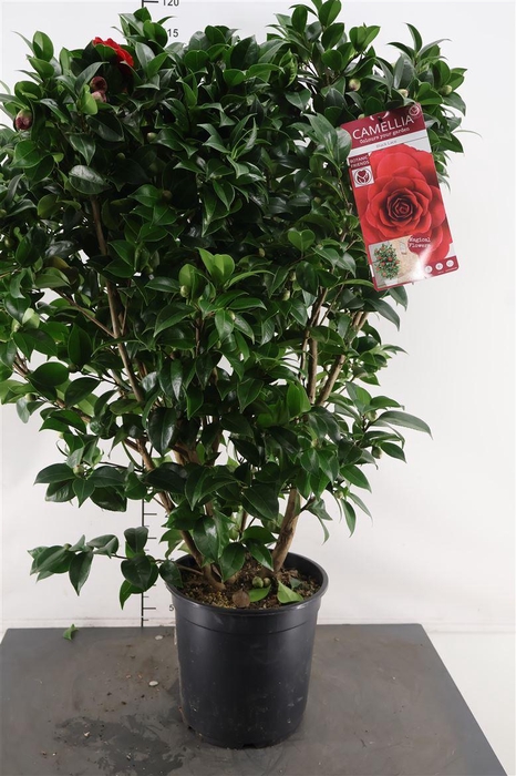 <h4>Camellia Jap.. Black Lace 120 Cm. Hoog 27 Cm. Pot</h4>
