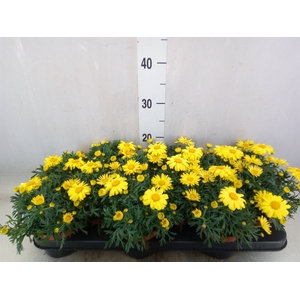 Argyranthemum  'La Rita Yellow'