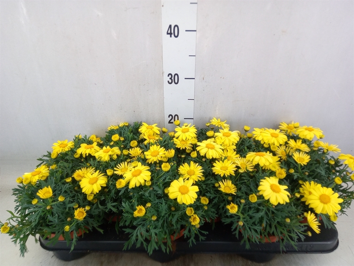<h4>Argyranthemum  'La Rita Yellow'</h4>