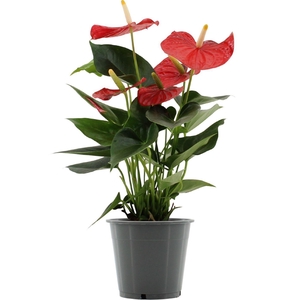 Anthurium Esudo in transparant sleeve
