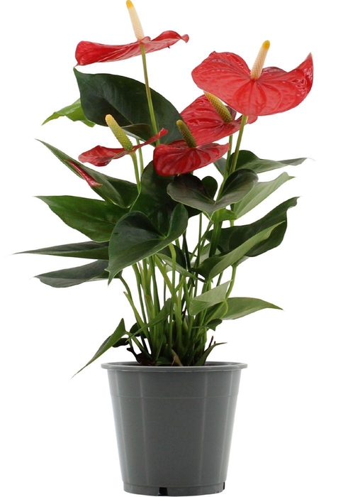 <h4>Anthurium Esudo in transparant sleeve</h4>