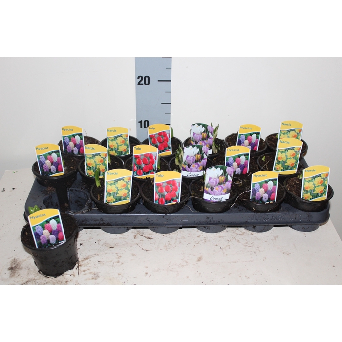 <h4>BOLBLOEMEN GEM</h4>