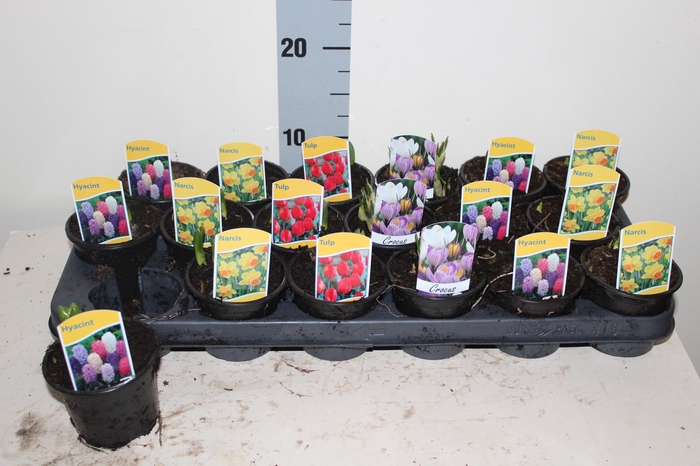 <h4>BOLBLOEMEN GEM</h4>