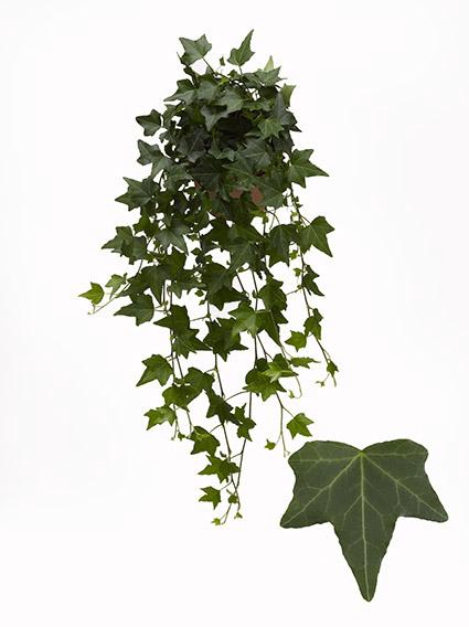 <h4>Hedera He Elja Beperkt leverbaar</h4>