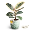 FICUS ELASTICA P12 TINEKE LEAF OCEAN