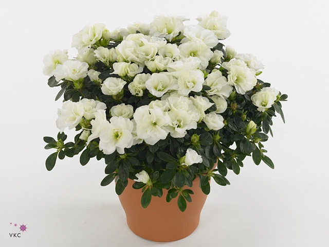 Rhododendron sim. 'Noralinde'