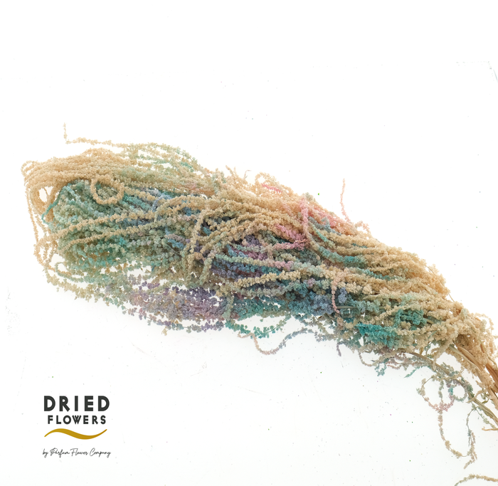 Dried Bleached Amaranthus Caudatus Milka