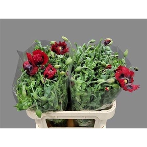 Papaver Red
