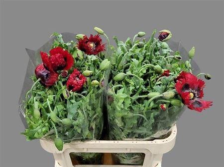 <h4>Papaver Red</h4>