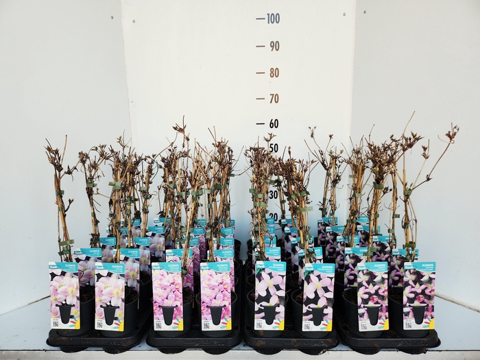 <h4>CLEM MONTANA</h4>