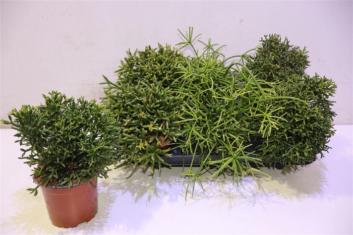 <h4>Rhipsalis Gem</h4>