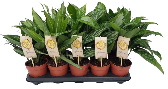 <h4>Aglaonema gemengd</h4>