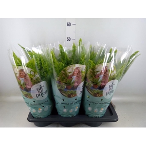 Nephrolepis exal. 'Green Lady'