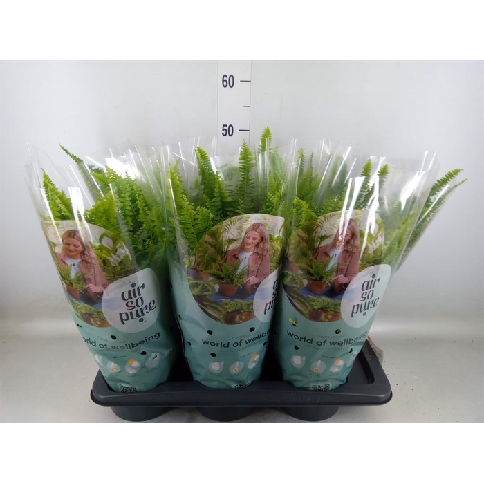 <h4>Nephrolepis exal. 'Green Lady'</h4>