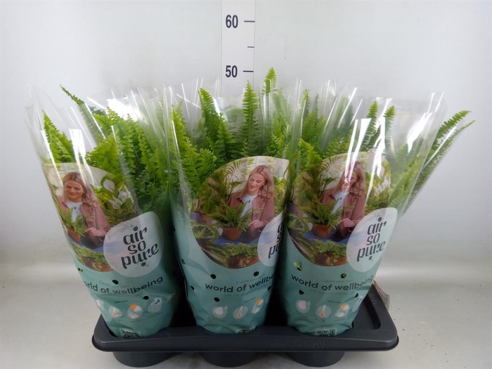 <h4>Nephrolepis exal. 'Green Lady'</h4>