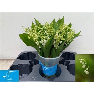Convallaria P St