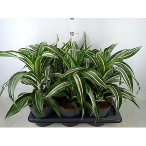 Dracaena frag. 'Jade Jewel'