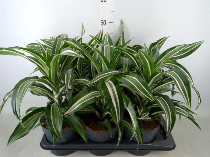 <h4>Dracaena frag. 'Jade Jewel'</h4>