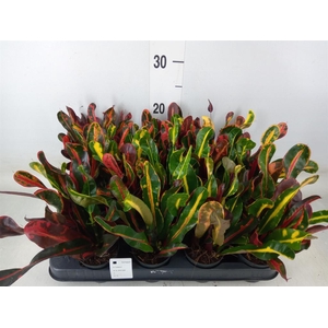 Codiaeum var. GR 'Mammi'