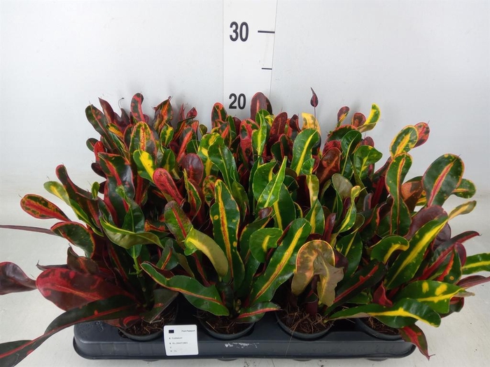 <h4>Codiaeum var. GR 'Mammi'</h4>