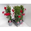 arr8 Mande Sun Red