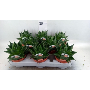 Aloe aristata 'Cosmo'