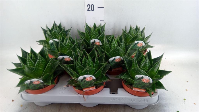 <h4>Aloe aristata 'Cosmo'</h4>