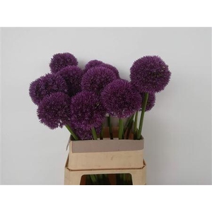 ALLIUM GROOTBLOEMIG