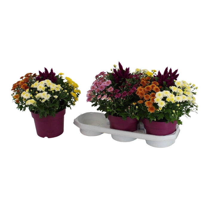 <h4>Abbracci 'mix Donna e Nova' P19</h4>