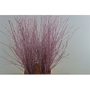 Berk 70cm Lichtroze Pbs