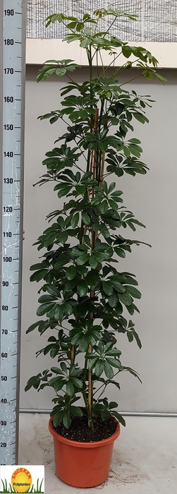 <h4>SCHEF AR COMPACTA</h4>