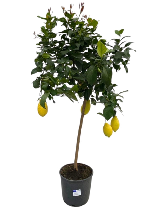 <h4>Citrus Lemon "op stam" - 3+ vruchten</h4>