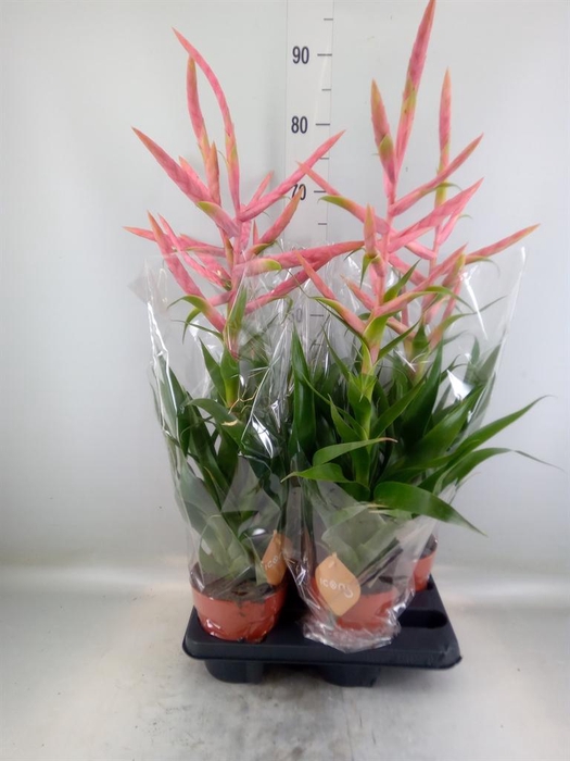 <h4>Tillandsia  'Dolce'</h4>