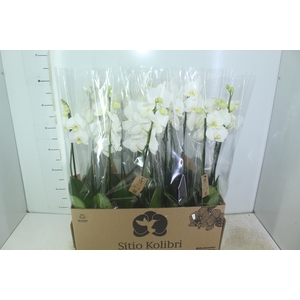 PHALAENOPSIS P12 BRANCO 2 HT